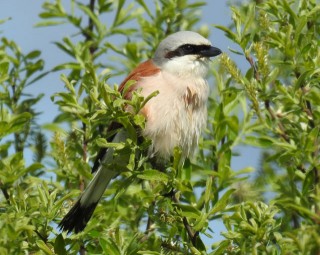 Red-backed Shrike