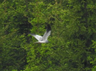 Montagu's Harrier