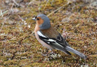 Chaffinch