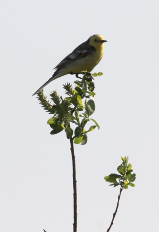 Citrine Wagtail