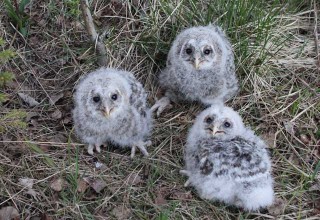 Ural Owl chicks