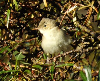 Olivaceous Warbler