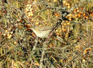 Olivaceous Warbler