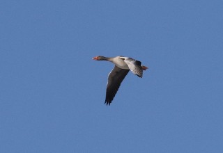 Greylag Goose