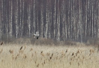 Pallid Harrier