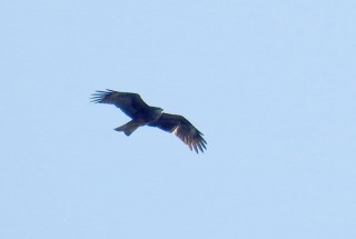 Black Kite Black Kite
