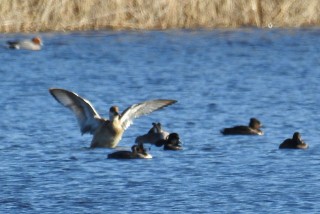 Red-crested Pochard