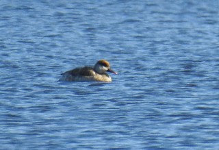 Red-crested Pochard