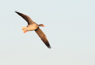 Greylag Goose