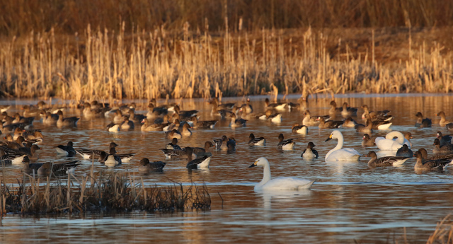 Bewick's Swans