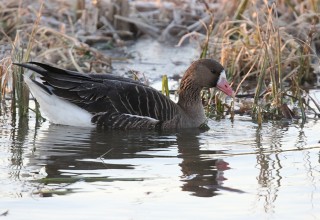 Greater White-fronted Goose