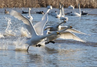 Whooper Swans