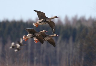 Greater White-fronted Geese