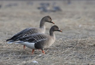Bean Geese