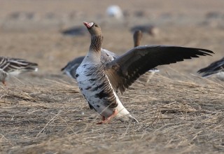 White-fronted Goose