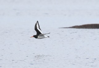 Oystercatcher