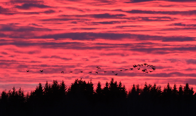 Geese migrating