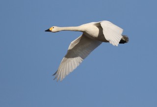 Bewick's Swan