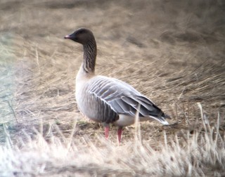 Pink-footed Goose