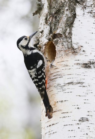 White-backed Woodpecker