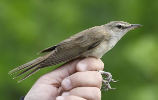 Great Reed Warbler