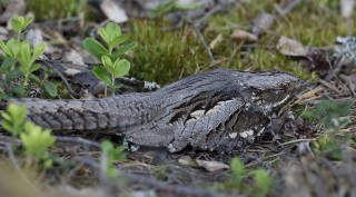 Eurasian Nightjar