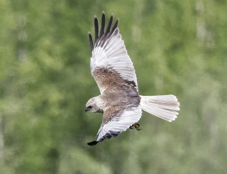 Marsh Harrier