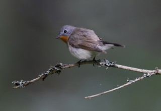 Red-breasted Flycatcher