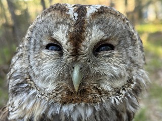 Tawny Owl