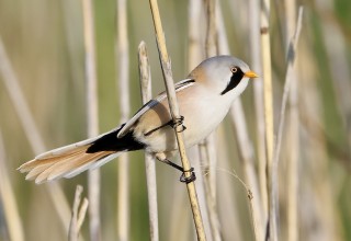 Bearded Reedling