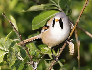 Bearded Reedling