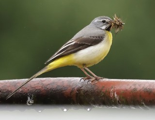 Grey Wagtail