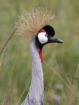 Uganda 21.12.2025-5.1.2026 