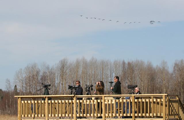 Siikalahden lintutorni