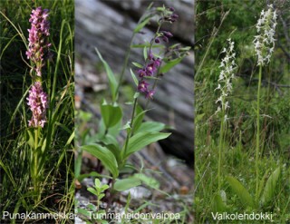 Orchids from Kuusamo and Kainuu