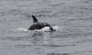 Pullokuonodelfiini
