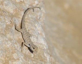 Rock semaphore gecko