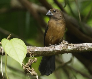 Amazonian Grosbeak