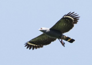 Crane Hawk