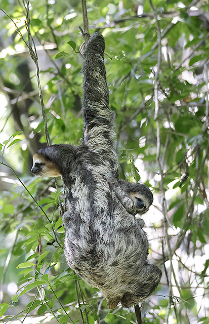 Pale-throated Three-toed Sloth