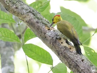 Yellow-throated Woodpecker