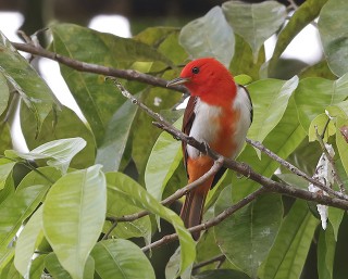 Scarlet-and-white Tanager