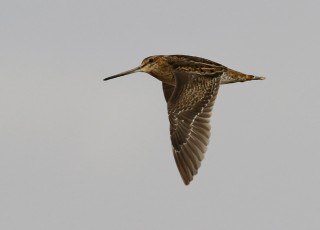 Pintailed Snipe
