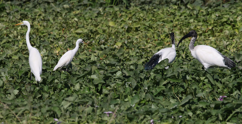 Ibises and egrets