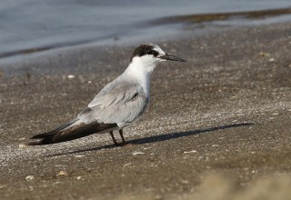 Saunder's Tern