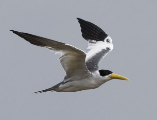 Large-biled Tern