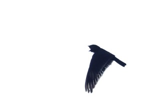 Short-tailed Nighthawk