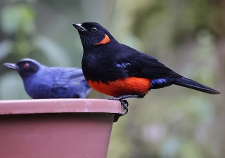 Scarlet-bellied Mountain Tanager and Masked Flowerpiercer