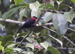 Red-collared Myzomela